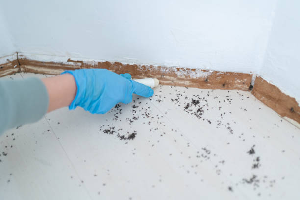 Best Local Pest Control Services  in Irvington, NY